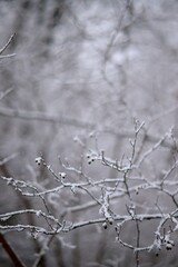 Neige branchages
