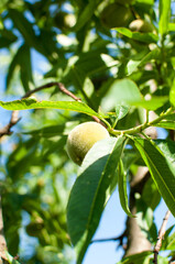 Young green peach fruits growing on a peach tree branch