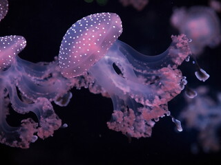 Nettle jellyfish, orange jelly fish (coelenterates)