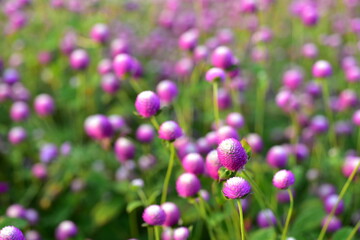 Colorful flowers in nature.flowers in the garden.Flower Blooming in the Suan Luang Rama IX Park.