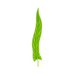 Fern or Frond Leaf with Erect Stem Vector Illustration