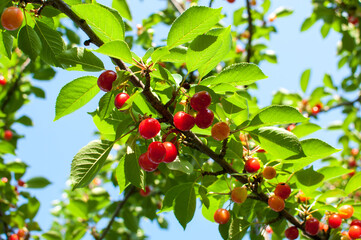 Sour cherries on a branch