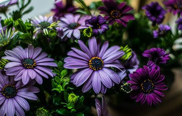 violet Blumen