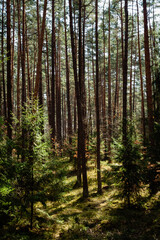 Fototapeta na wymiar Piękny sosnowy las w słońcu