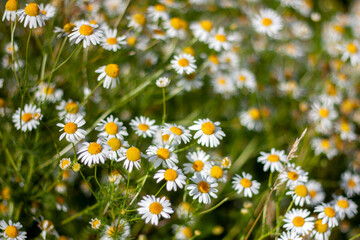 Field chamomile flowers on a summer day. Chamomiles grow in the meadow, close-up side view.