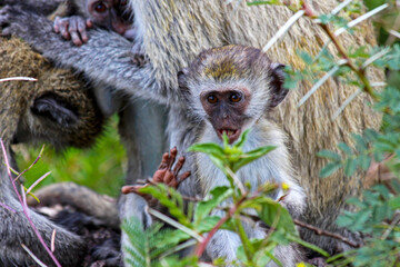 Baby Vervet Monkey Protected by the Plants
