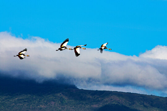 Grey Crowned Cranes Soaring the African Grasslands © Chris