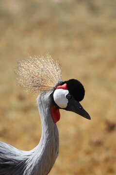 grey crowned crane