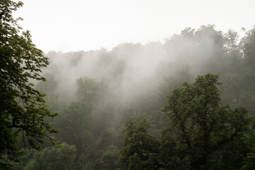 Fototapeta na wymiar Mgła na lasem