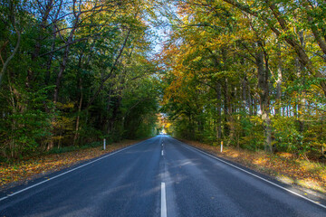 Autumn road through forest 