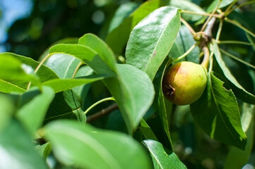 Young green pear on the branch of the tree