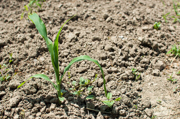 Growing young green corn seedling sprouts
