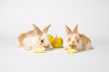 Two little red fluffy rabbits are eating yellow apples on a white background. Pet rabbit food, photo with copy space for pet shop and veterinary clinic
