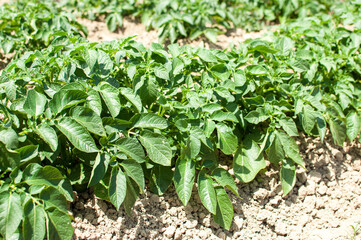 Field of green potato bushes