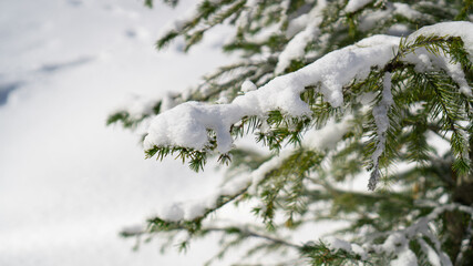 Close up fir branch on snow. Frozen pine branches in the snow. Big fur-tree branch with snow. Winter background.