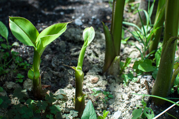 Young banana tree