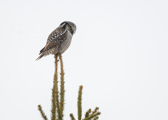 Northern Hawk Owl Sitting on Top of Spruce Tree on Snowy Day, Isolated