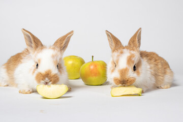 Fototapeta na wymiar Two little red fluffy rabbits are eating yellow apples on a white background. Pet rabbit food, photo with copy space for pet shop and veterinary clinic