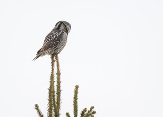 Northern Hawk Owl  Sitting on Top of Spruce Tree in Winter