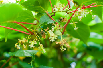 Kiwi flowers and buds (actinidia)