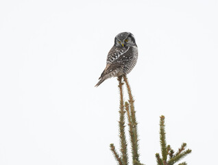 Northern Hawk Owl Sitting on Top of Spruce Tree on Snowy Day, Isolated