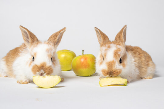 Two little red fluffy rabbits are eating yellow apples on a white background. Pet rabbit food, photo with copy space for pet shop and veterinary clinic