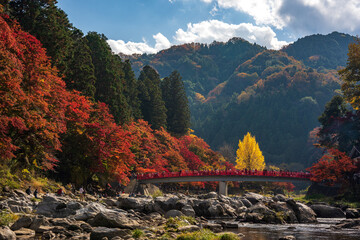 コロナ禍　紅葉の香嵐渓
