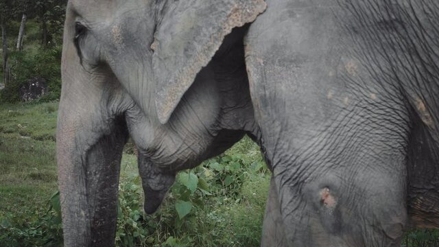 thai elephant free unchained  