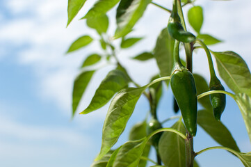 Fototapeta na wymiar Hot pepper Jalapeno potted plant