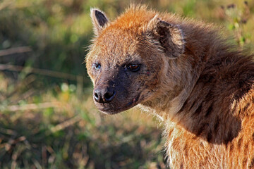 Hyena Looking for its Next Victim