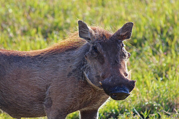 Warthog in the Ngorongoro Crater
