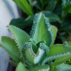 natural nature fractal leafs pattern