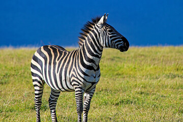 Zebra Overlooking the African Plains