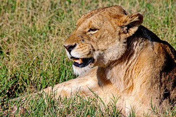 Lioness Resting in the Tanzanian Afternoon Sun