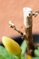 Spider on hot pepper plant