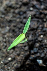 Young green bamboo leaves