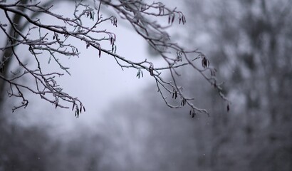 Hiver neige branchages