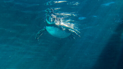 水族館　泳ぐペンギン