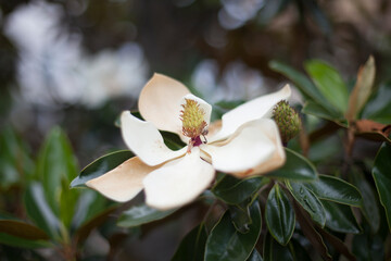 white magnolia flower