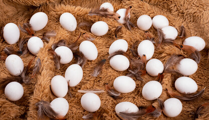  A lot of white eggs placed randomly on a fluffy cloth with bird wings.