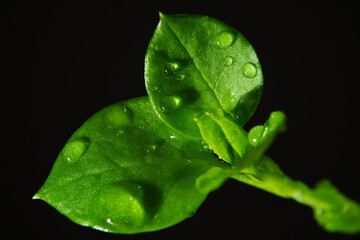 Macro photography. Photographs with a shallow depth of field, the real subject is only a few...