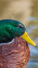 マガモ　オス　アップ