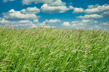 Hintergrund Gras auf einer Wiese im Sommer bewölkter Himmel
