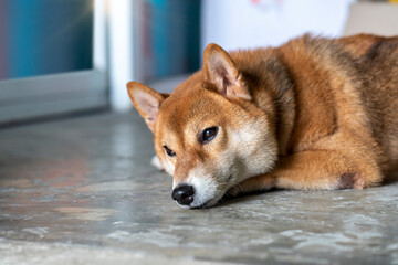 A Shiba dog sleeping in room. Japanese dog sleeping.