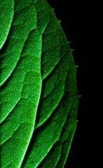 Macro photography. Photographs with a shallow depth of field, the real subject is only a few...