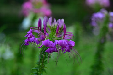 Colorful flowers in nature.flowers in the garden.Flower Blooming in the Suan Luang Rama IX Park. 