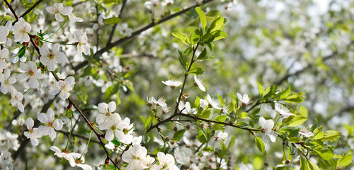 Obraz premium spring blooming tree on a blurred green background.