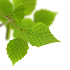 image of a birch branch with green leaves