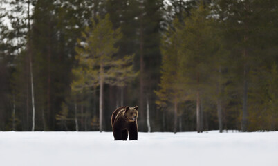 Brown bear walking on snow after hibernation period