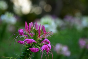Colorful flowers in nature.flowers in the garden.Flower Blooming in the Suan Luang Rama IX Park. 
